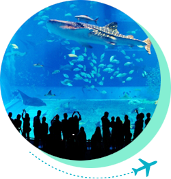 時間があるなら北部までドライブして美ら海水族館もおススメ!