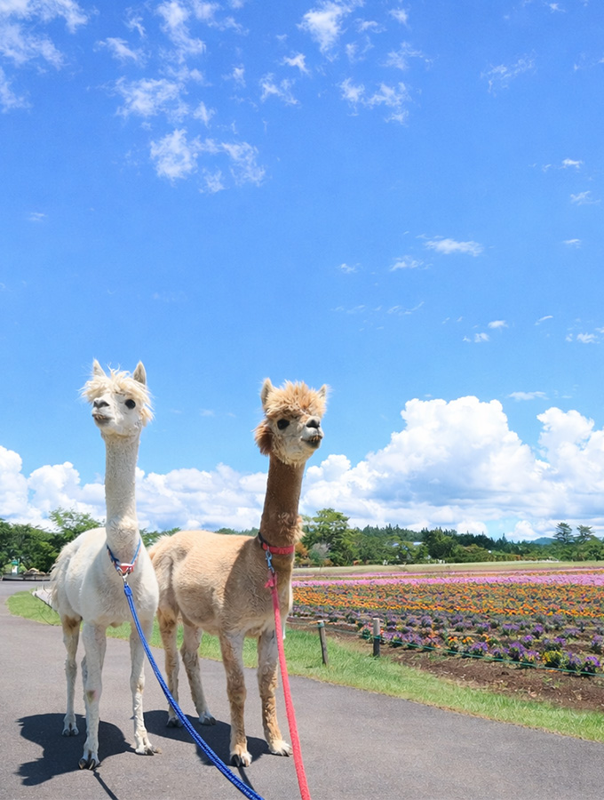 四季を楽しむ花畑や動物たちと触れ合える体験型テーマパーク牧歌の里