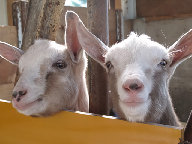 牧歌の里のヤギたち