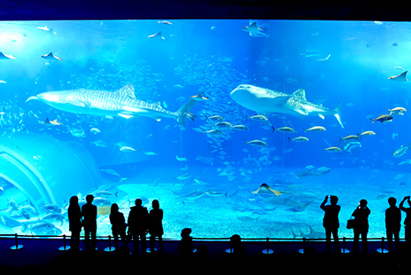 沖縄　美ら海水族館